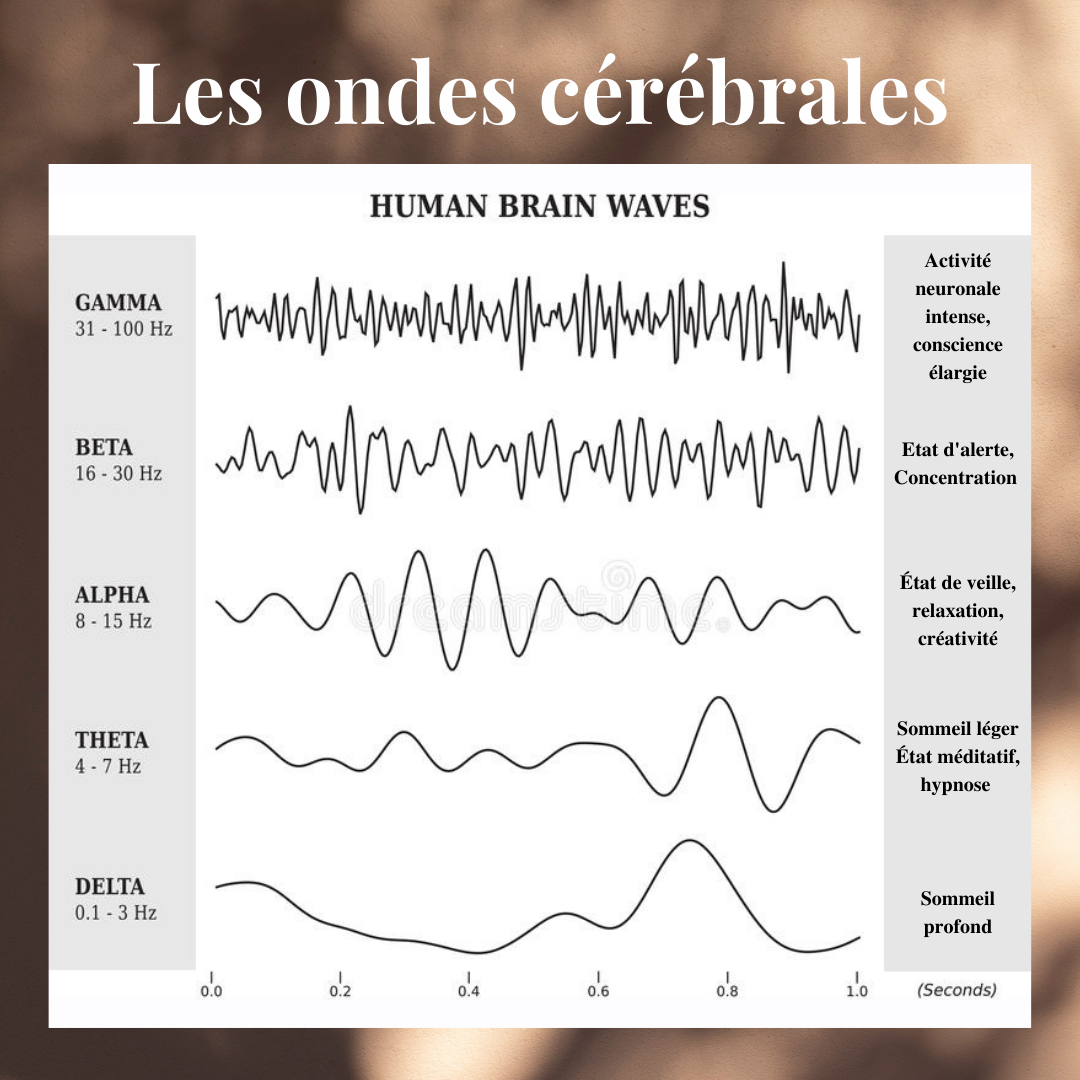 ondes cérébrales